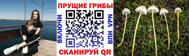 Галлюциногенные грибы MAGIC MUSHROOMS  OMG ссылка  Енисейск  даркнет состав  где купить наркотик 